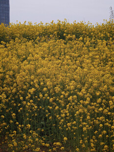 金黄灿烂的油菜花田