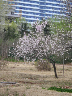 城市中绽放的烂漫樱花树