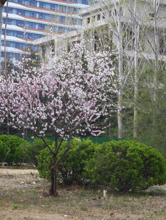 城市中绽放的烂漫樱花树