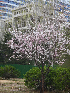 春日繁花映衬下的宏伟建筑