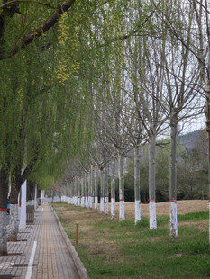 林荫小道的静谧秋景