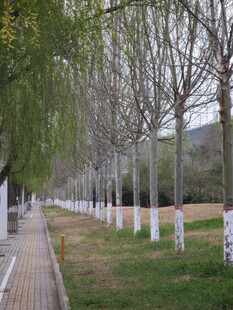 春日柳树林荫小道景色