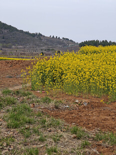田野间的灿烂油菜花田