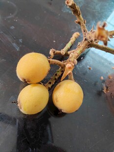 枇杷果