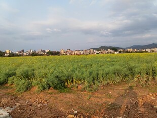 田野风光 绿意盎然的天地