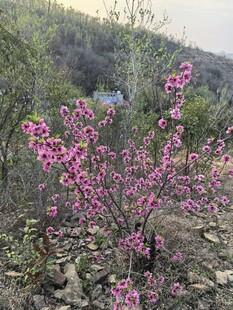 山间绽放的艳丽桃花
