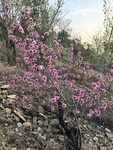 山间绽放的绚烂粉色花枝