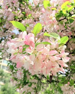 盛开的粉色繁花