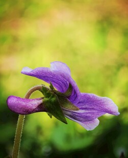 紫色堇菜花特写
