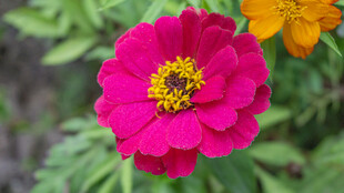 艳丽粉色百日菊特写