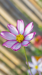 粉紫波斯菊特写