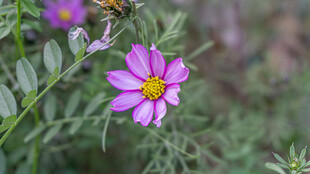 娇艳波斯菊绽放