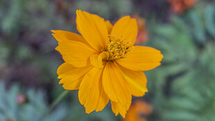 波斯菊 黄色小花特写