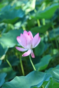 绽放的粉色荷花