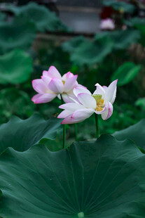 粉荷绽放于绿叶间