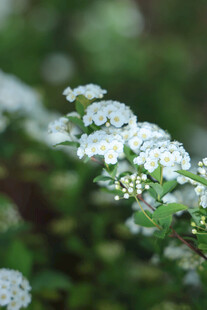 白色小花绽放于绿意间