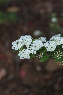 白色小花绽放于绿叶间