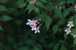 枝头白色小花绽放