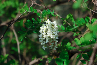 枝头绽放的白色小花