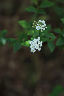 白色小花在绿叶间绽放