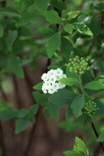 白色小花绽放绿叶间