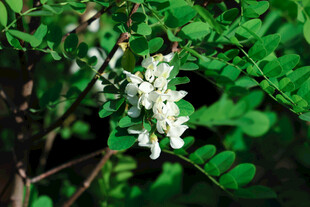 白色小花绽放于绿叶间