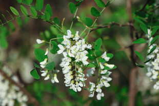 洁白素雅的洋槐花