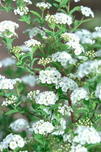 白色小花簇拥的繁茂植物
