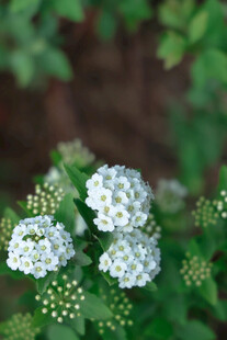 白色小花绽放绿意间