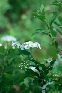 绿叶间的白色小花绽放