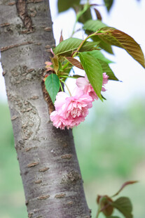 枝头绽放的娇艳樱花