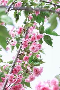 枝头绽放的粉嫩樱花