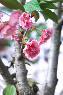 娇艳绽放的粉嫩樱花