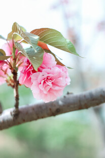 枝头绽放的粉嫩樱花