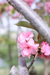 枝头绽放的娇艳粉色樱花
