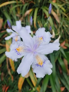 白色鸢尾花绽放于绿叶间