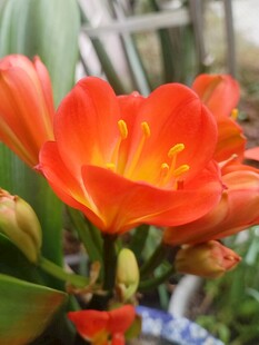 鲜艳君子兰绽放