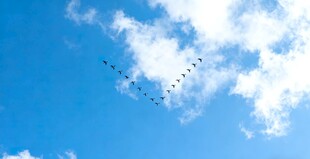 蓝天中编队飞行的飞机