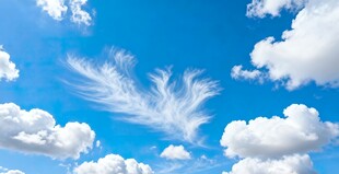 蓝天下的飘逸羽毛