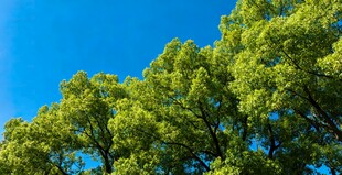 蓝天绿树清新自然景致