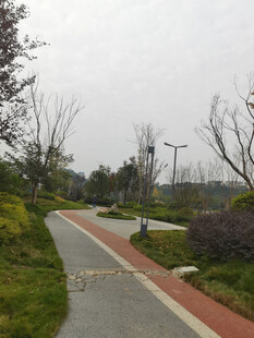 城市公园中的蜿蜒小路