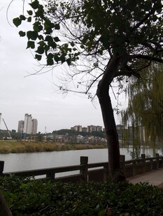 河畔垂柳与远处城市风景
