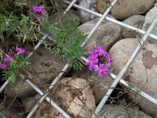 石缝间绽放的紫色小花