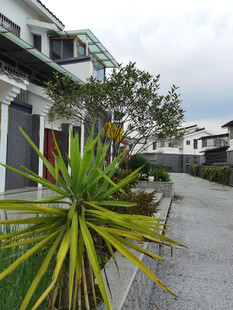 街道旁绿植与房屋景观
