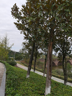 林荫小道旁的葱郁树木