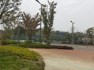 城市公园的宁静道路景观