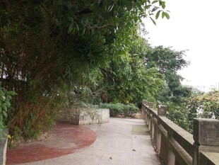 林间小道静谧自然风景