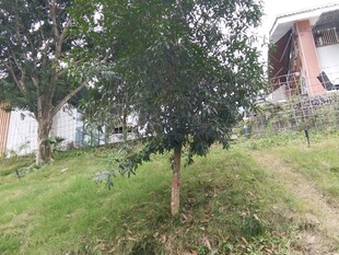 庭院中的绿树与草地