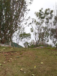 户外自然草地树木风景