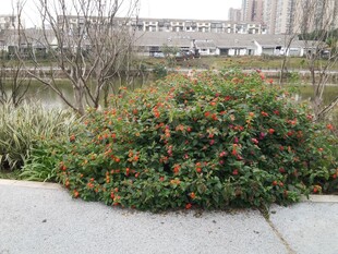 路边绽放的多彩花卉